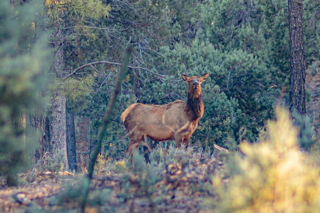 Forest Cabin 4 Cowboys Dream Payson Εξωτερικό φωτογραφία